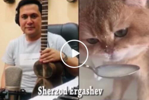 The 'Num Num Cat' Duet Chain That We Can't Stop Grooving To!